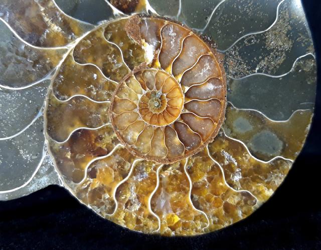 Cleoniceras (Grycia) besairiei COLLIGNON 1949 - Bild © FossNet FossilienStore